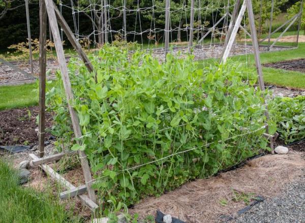 แปลงถั่ว