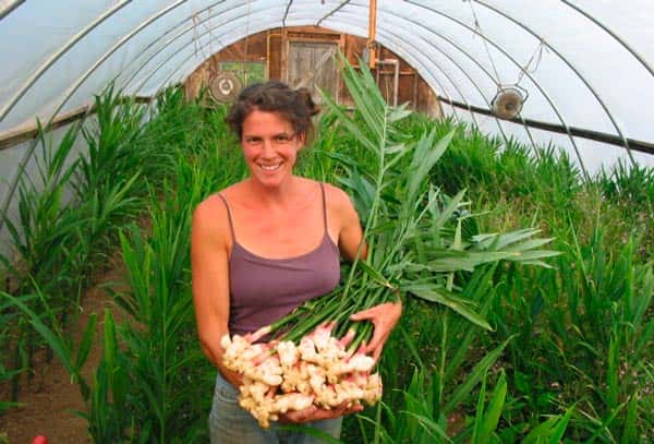 การเก็บเกี่ยวขิง