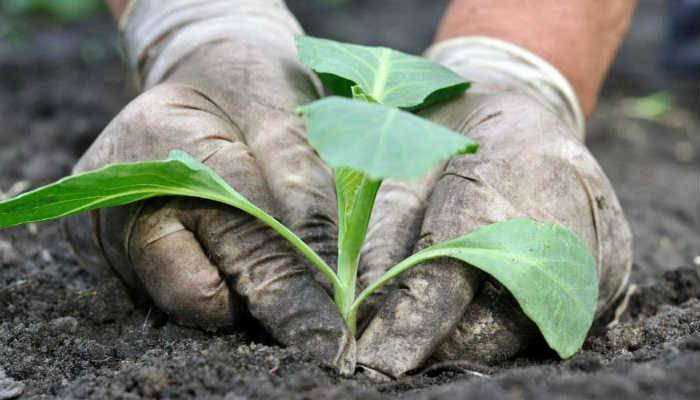 การปลูกกะหล่ำปลี