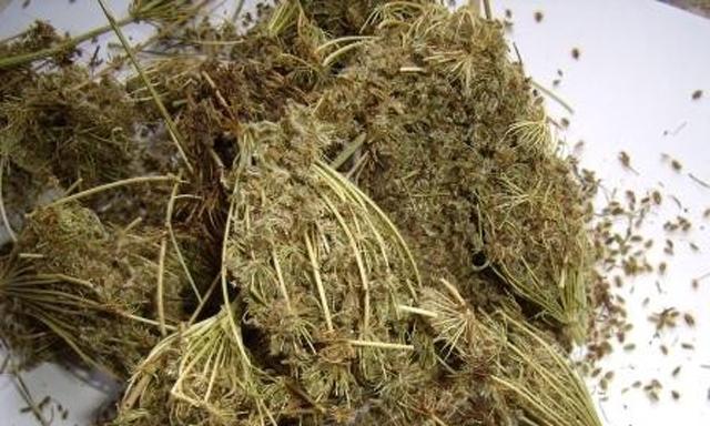 เมล็ดแครอท