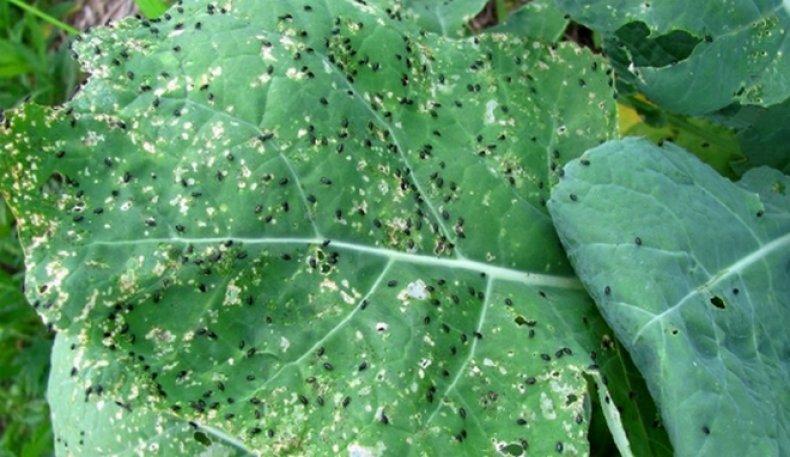 มีหมัดอยู่บนกะหล่ำปลี