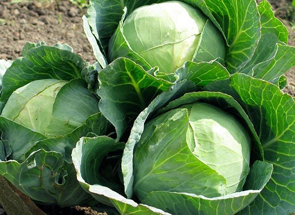 กะหล่ำปลีต้น Gribovskaya