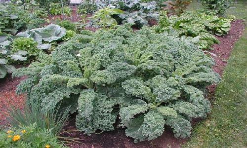 ผักคะน้า