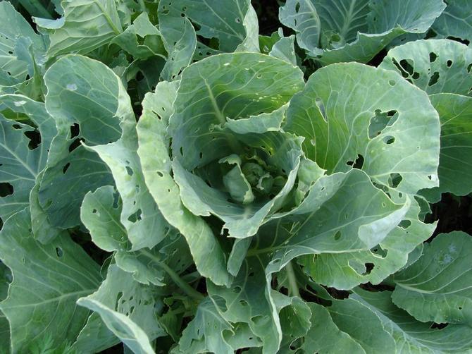 มดบนกะหล่ำปลี