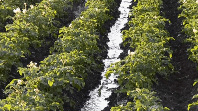 arroser les pommes de terre