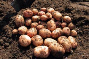 คำอธิบายและลักษณะของมันฝรั่งพันธุ์ออโรร่า คำแนะนำในการปลูกและการดูแล