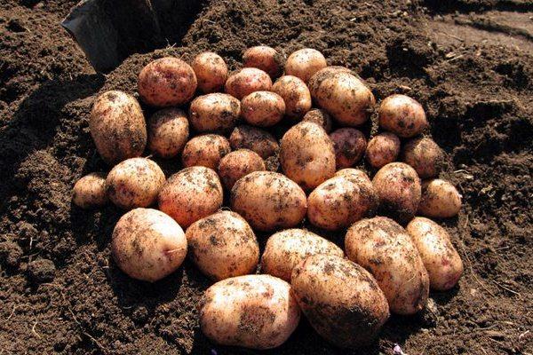 มันฝรั่งออโรร่า