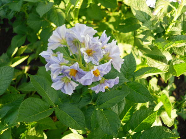 มันฝรั่งสีน้ำเงิน