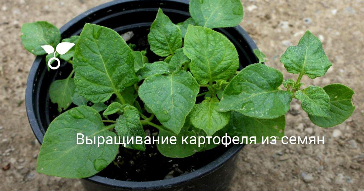 การปลูกมันฝรั่ง