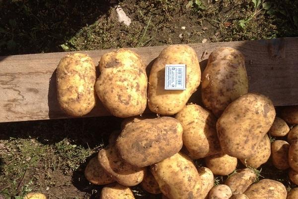 Pommes de terre Colombo