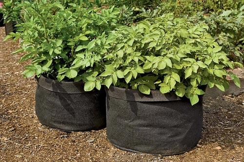 การปลูกมันฝรั่งในถุง