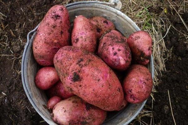 Pommes de terre Rodrigo