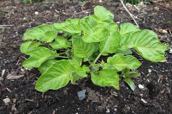 มันฝรั่ง Tuleyevsky