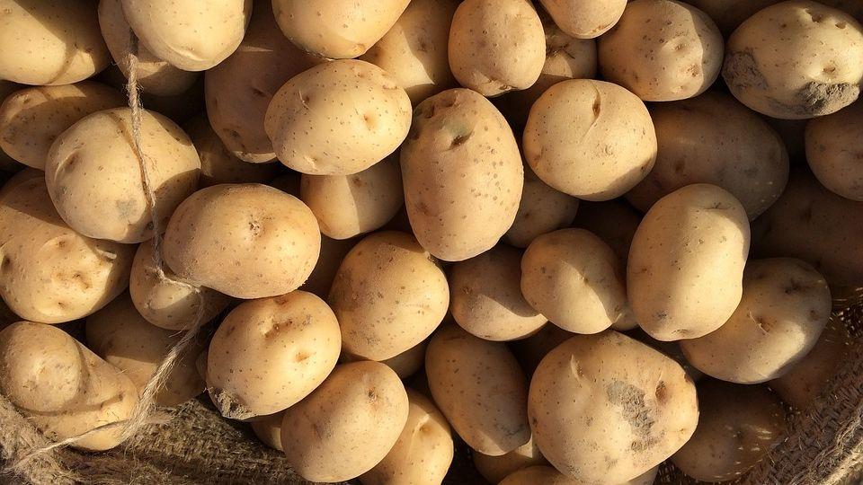 มันฝรั่งอ่อน