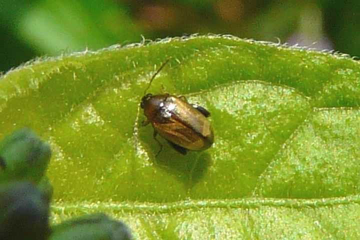 ด้วงหมัดมันฝรั่ง