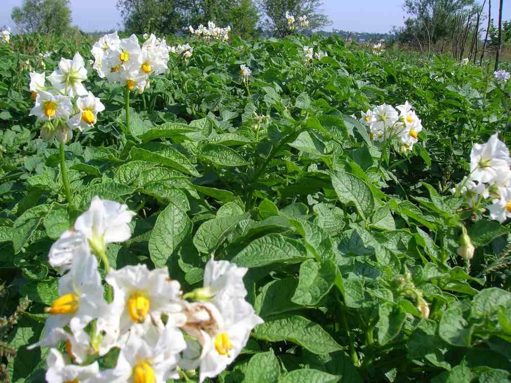 buisson de pommes de terre