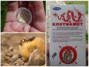 คำแนะนำสำหรับการใช้ Clotiamet เพื่อกำจัดด้วงมันฝรั่งโคโลราโด