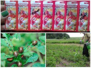 คำแนะนำในการใช้ "โคโลราโด" เพื่อกำจัดแมลงมันฝรั่งโคโลราโด