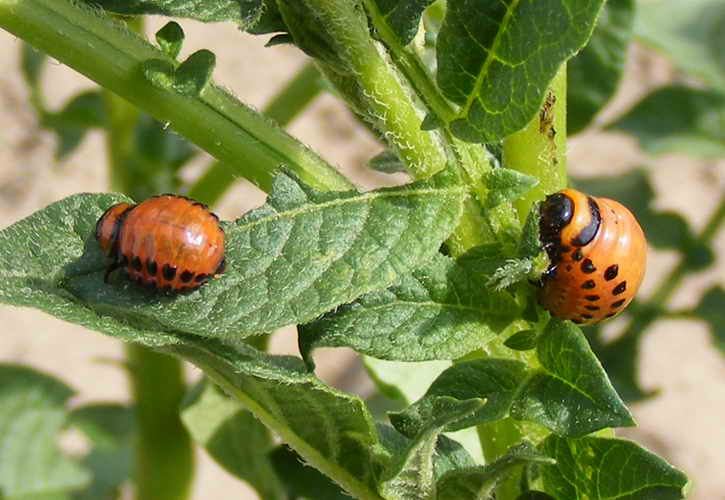 ด้วงมันฝรั่งโคโลราโดบนมันฝรั่ง