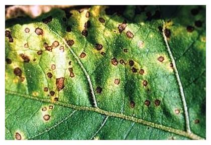 Virus de la mosaïque commune