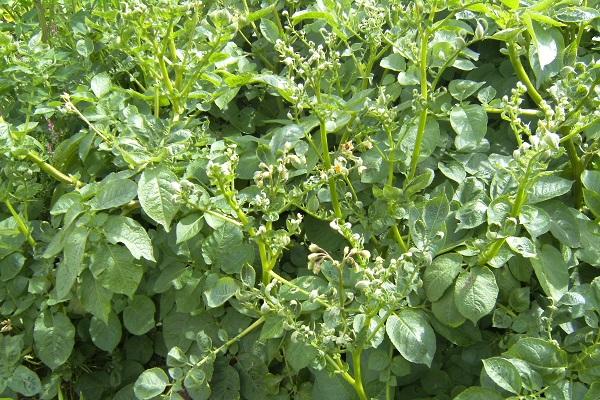 buissons de pommes de terre