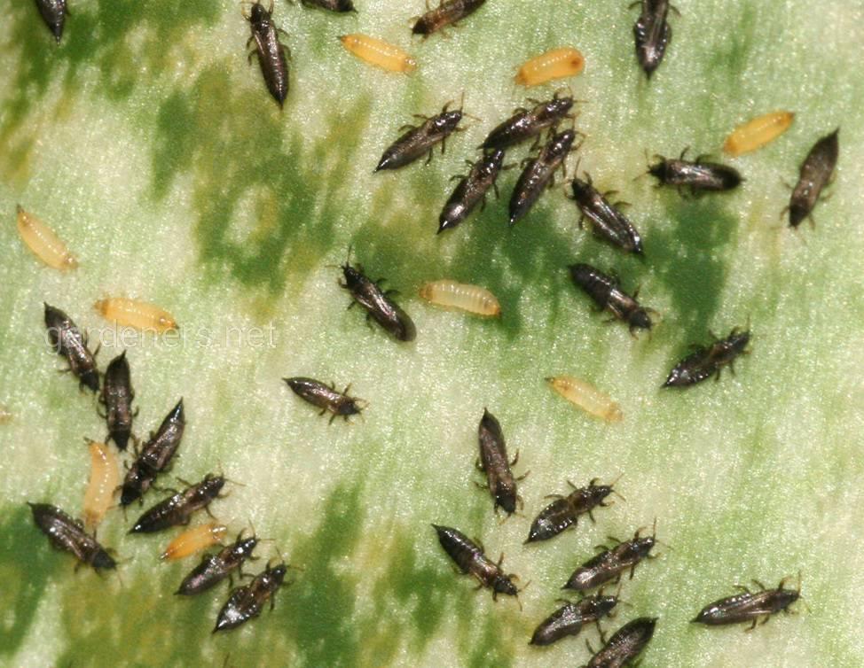 Thrips sur les oignons