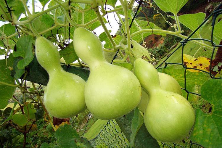 ฟักทองลาเกนาเรีย