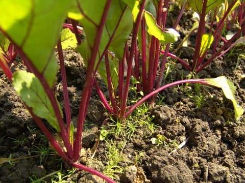 ใบบีทรูทเริ่มเปลี่ยนเป็นสีเหลือง