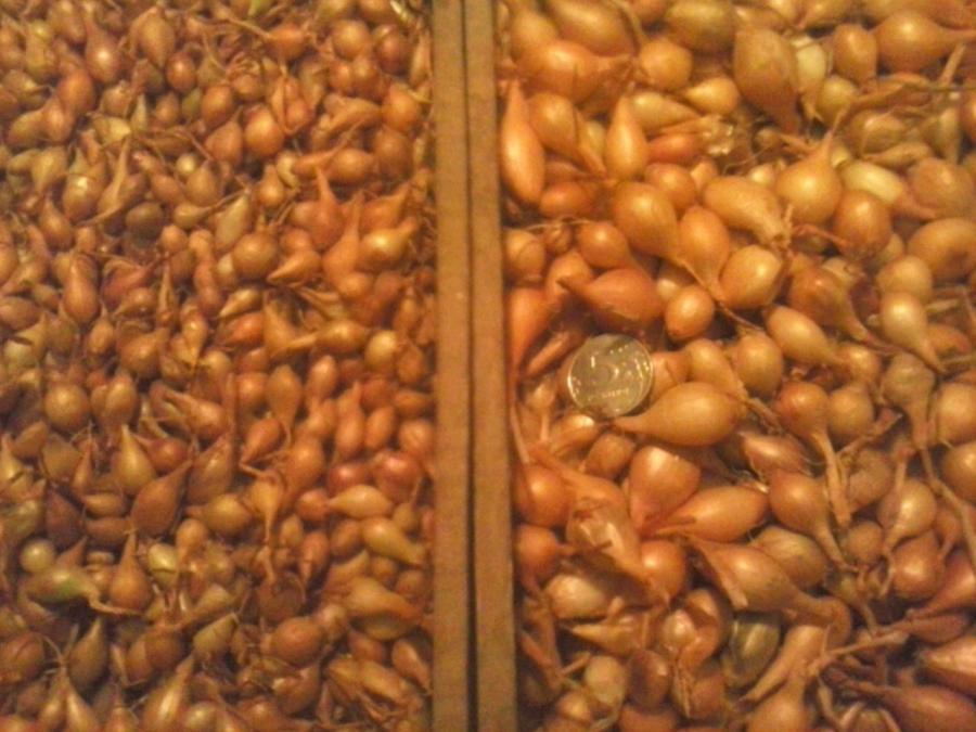 ชุดหัวหอม