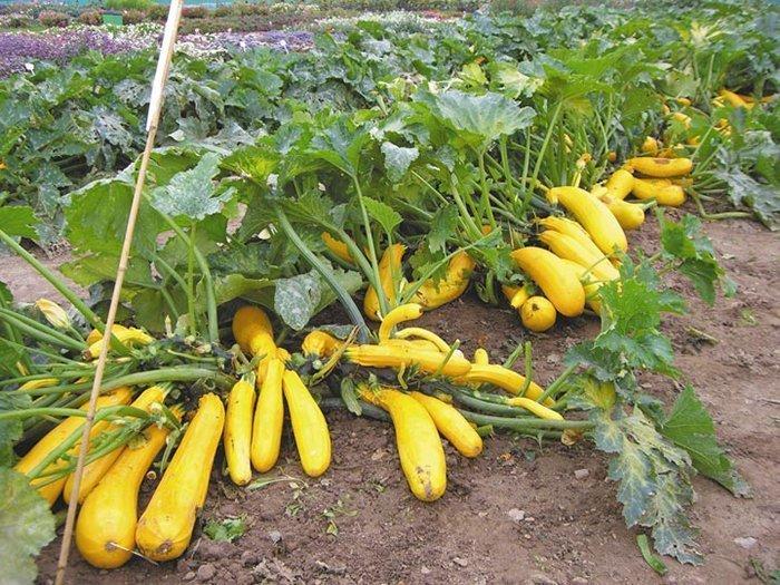 บวบเบโลกอร์