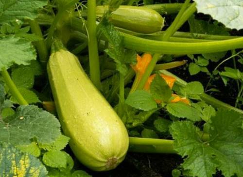 ความงามในฤดูหนาว