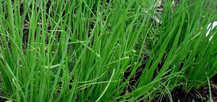 หัวหอมเวลส์