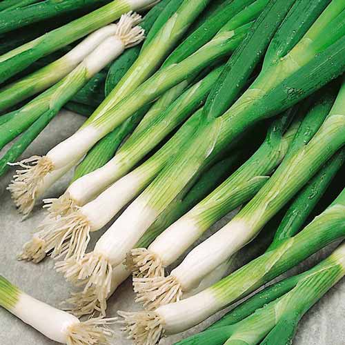 หัวหอมเวลส์