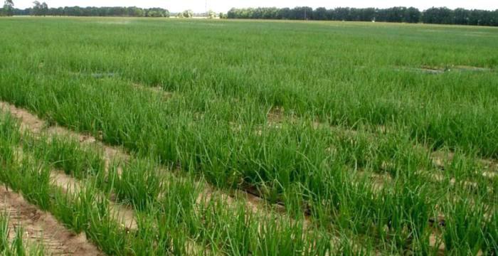 แปลงหัวหอม