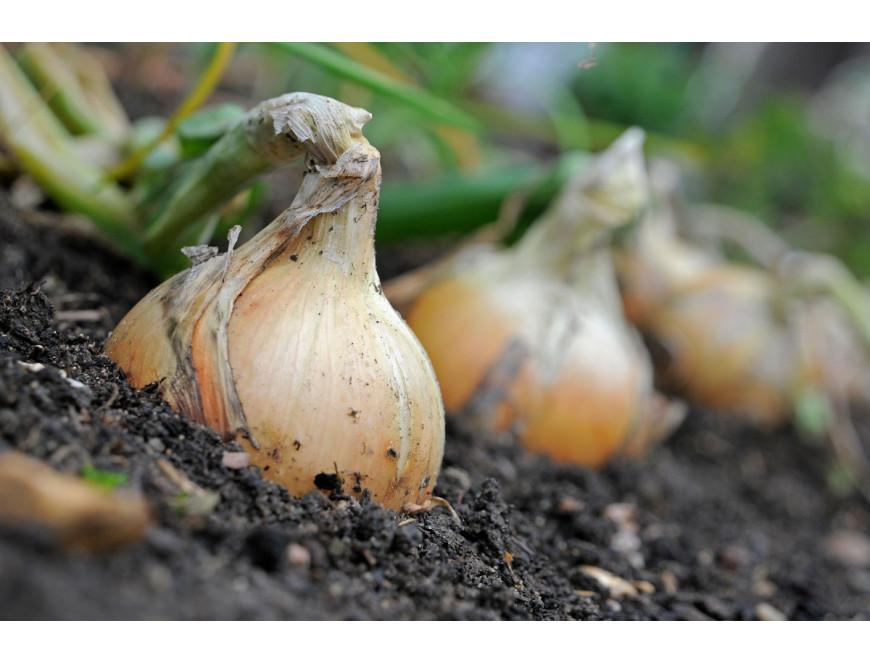 นิทรรศการหัวหอม