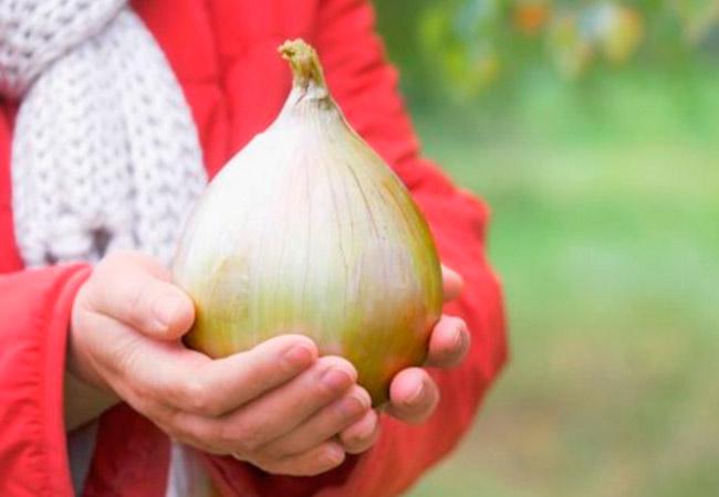 นิทรรศการหัวหอม