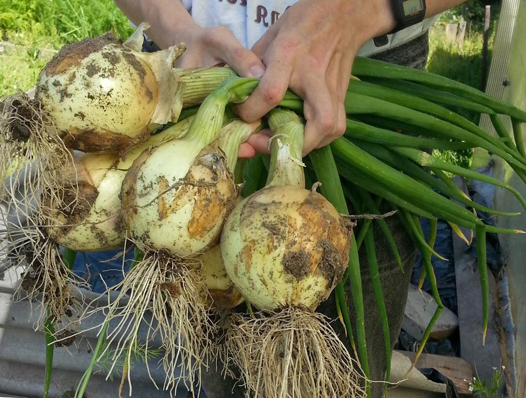 นิทรรศการหัวหอม