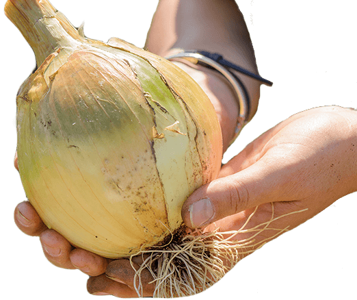 นิทรรศการหัวหอม