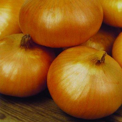 หัวหอมยักษ์