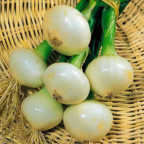 หอมแดงมรกต