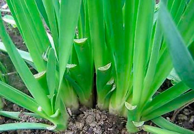 หัวหอมเหนียว