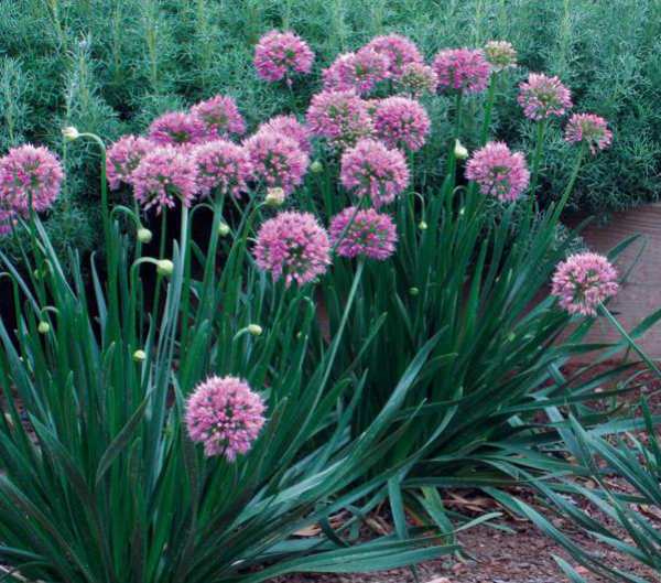 หัวหอมเหนียว