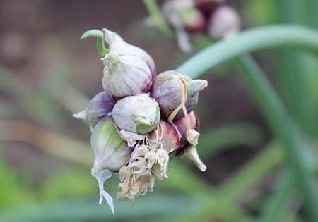 หัวหอมหลายชั้น