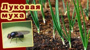 วิธีควบคุมแมลงวันหัวหอมโดยใช้วิธีธรรมชาติและเคมี