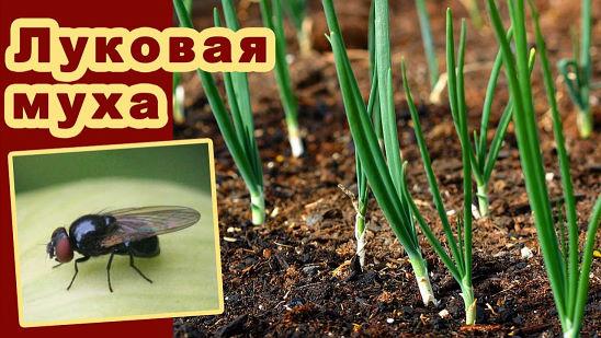 แมลงวันหัวหอม