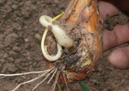 การเอาหัวหอมออก