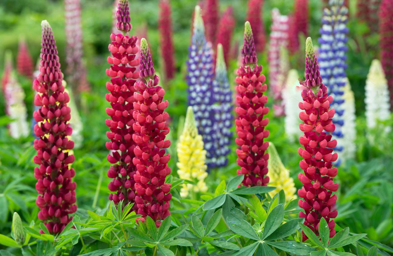 Le lupin est différent