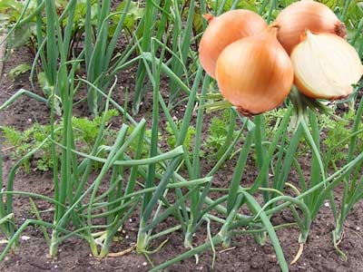 ยา "บิท็อกซิบาซิลลิน"