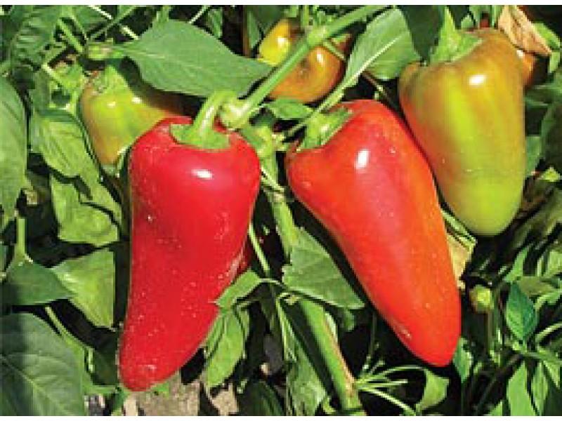 เปปเปอร์เลิฟ F1