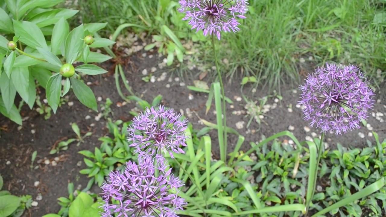 ดอกหัวหอม